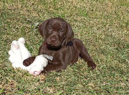 German Shorthaired Pointer for sale by KLAUSNKESH