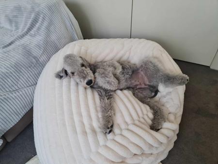 Bedlington Terrier for sale by BARJARZ