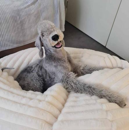 Bedlington Terrier for sale by BARJARZ