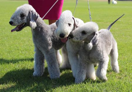 Bedlington Terrier for sale by BARJARZ