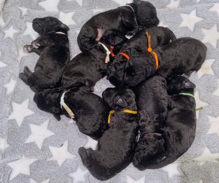 Bedlington Terrier puppy for sale by BARJARZ