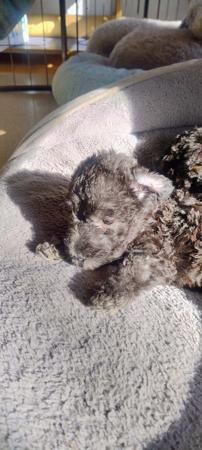 Bedlington Terrier puppy for sale by BARJARZ