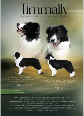 Border Collie for sale by TIMMALLY