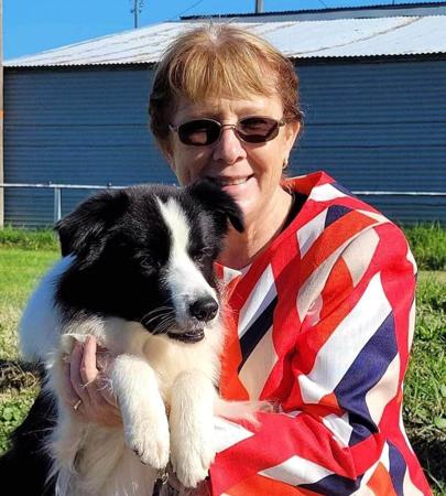 Border Collie for sale by TIMMALLY