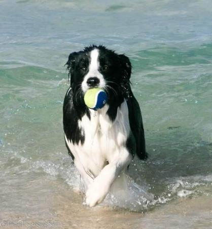 Border Collie for sale by TIMMALLY
