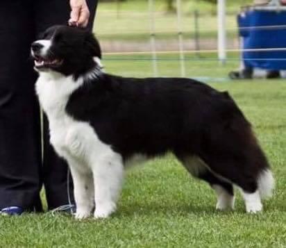 Border Collie for sale by TIMMALLY
