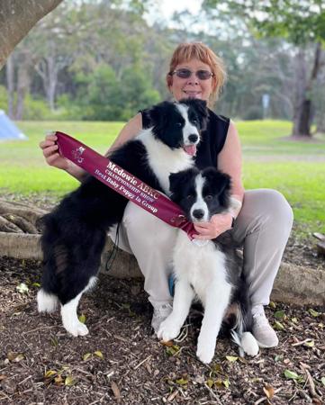 Border Collie for sale by TIMMALLY