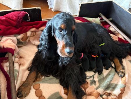 Gordon Setter puppy for sale by PINTETTEA