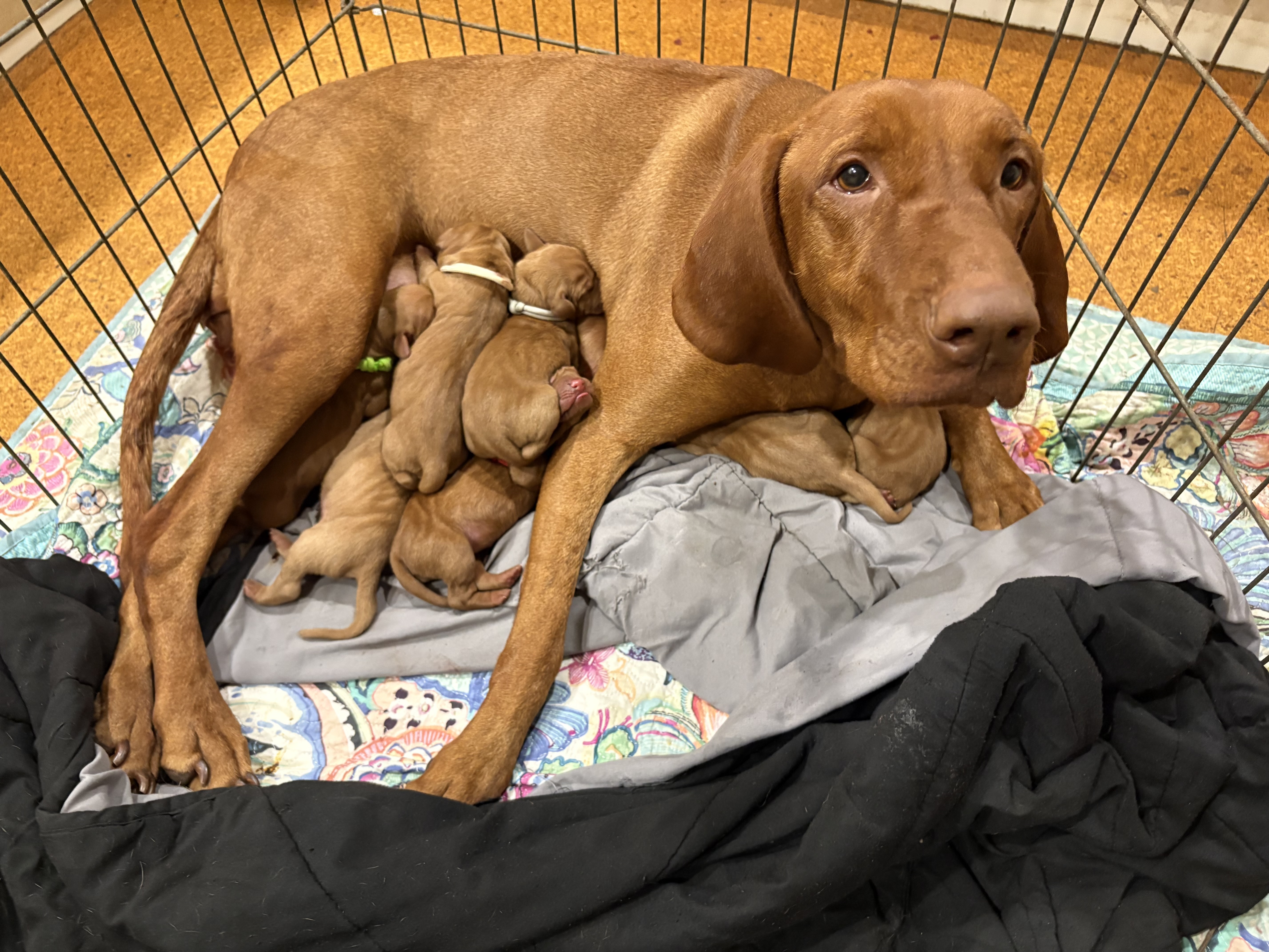 Hungarian Vizsla puppy for sale by PINTETTEA