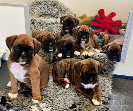 Boxer for sale by MIANNASTAR