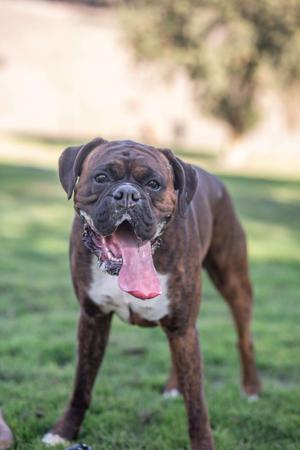 Boxer for sale by MIANNASTAR