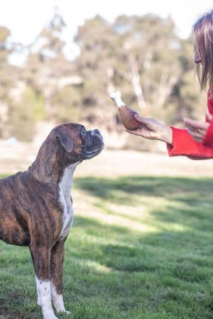 Boxer for sale by MIANNASTAR