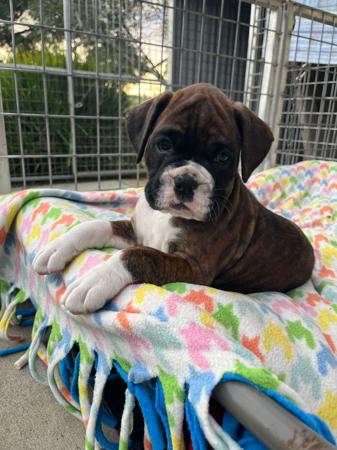 Boxer for sale by MIANNASTAR