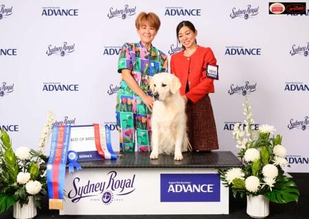 Golden Retriever for sale by JAPORIK