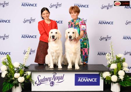 Golden Retriever for sale by JAPORIK