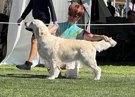 Golden Retriever for sale by JAPORIK