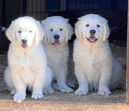 Golden Retriever puppy for sale by JAPORIK
