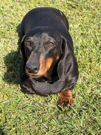 Dachshund (Miniature Smooth Haired) puppy for sale by HUDRAY