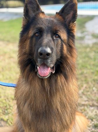 Kyndom True Grit German Shepherd Dog (Long Stock Coat)
