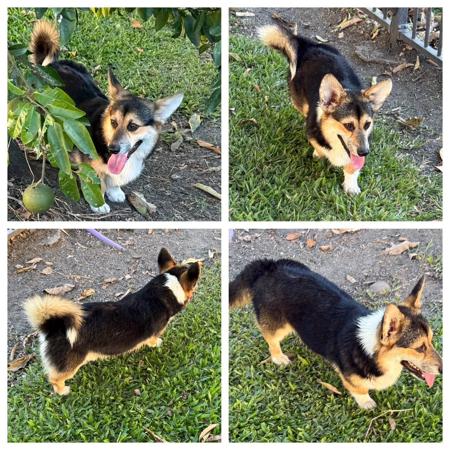 Welsh Corgi (Pembroke) puppy for sale by NICHAJONETTE