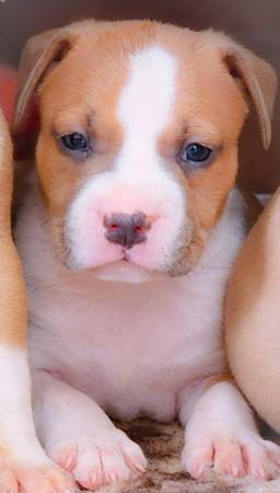 American Staffordshire Terrier for sale by ALSOLOYAL