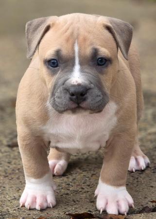 American Staffordshire Terrier puppy for sale by ALSOLOYAL