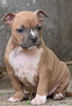 American Staffordshire Terrier puppy for sale by ALSOLOYAL