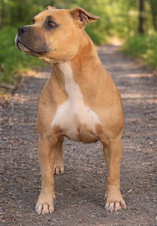 American Staffordshire Terrier dog for sale by ALSOLOYAL