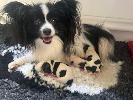 Papillon puppy for sale by LESAMOUREUX