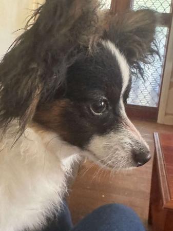 Papillon dog for sale by LESAMOUREUX