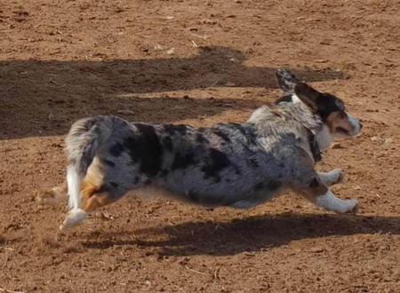 Welsh Corgi (Cardigan) for sale by MYOSOTIS