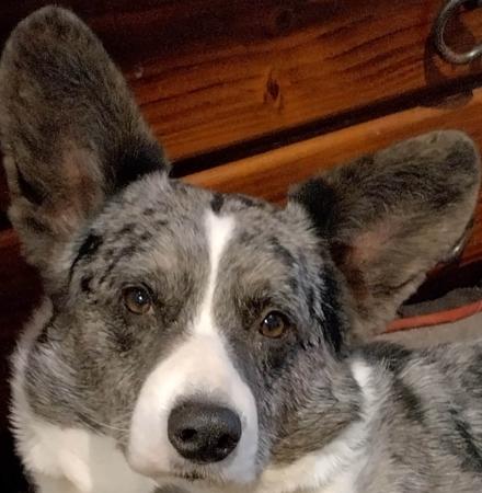 Welsh Corgi (Cardigan) for sale by MYOSOTIS