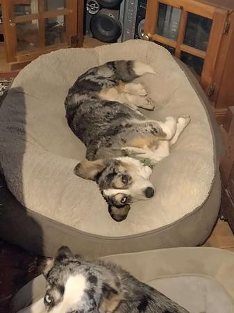 Welsh Corgi (Cardigan) for sale by MYOSOTIS