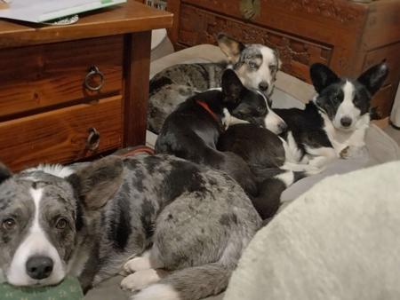 Welsh Corgi (Cardigan) for sale by MYOSOTIS