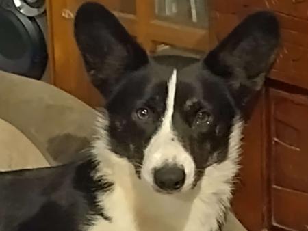 Welsh Corgi (Cardigan) for sale by MYOSOTIS