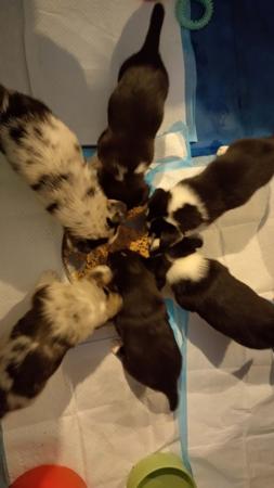 Welsh Corgi (Cardigan) puppy for sale by MYOSOTIS