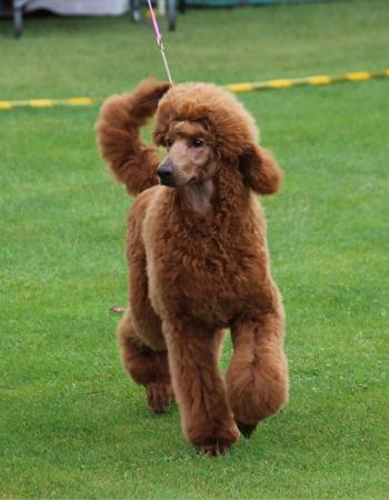 Poodle (Standard) for sale by SHERTONAH