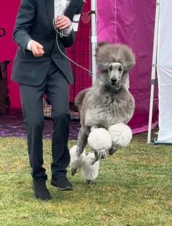 Poodle (Standard) for sale by SHERTONAH