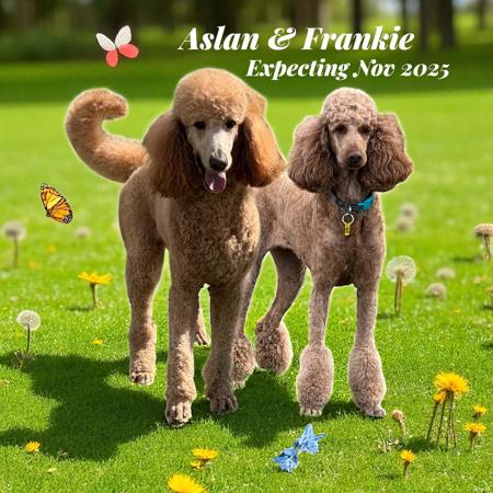 Poodle (Standard) for sale by SHERTONAH