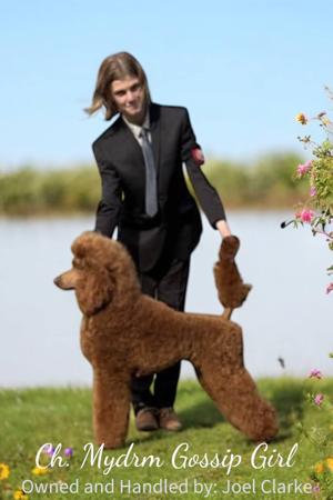 Poodle (Standard) for sale by SHERTONAH