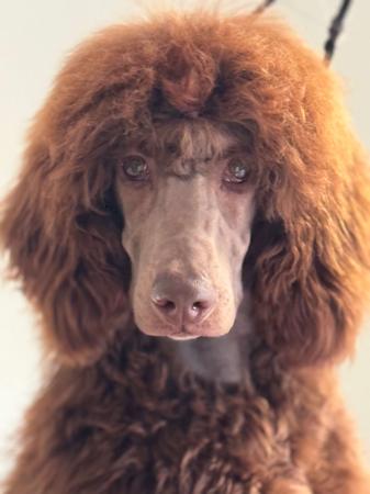 Poodle (Standard) for sale by SHERTONAH