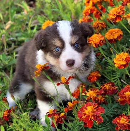 Border Collie for sale by CHOCLAT