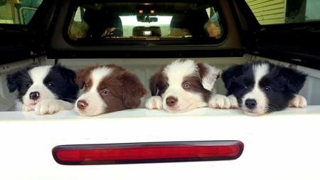 Border Collie for sale by CHOCLAT