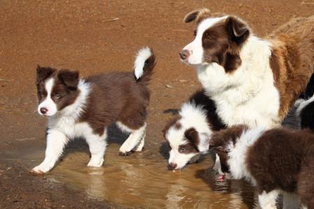 Border Collie for sale by CHOCLAT