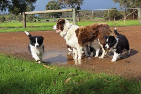 Border Collie for sale by CHOCLAT
