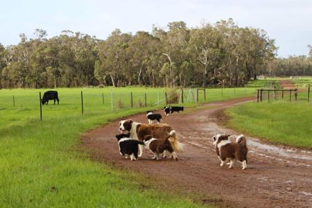 Border Collie for sale by CHOCLATBC