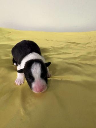 Border Collie puppy for sale by TAYLEA