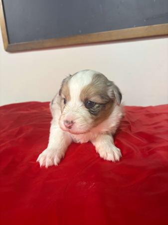 Border Collie puppy for sale by TAYLEA