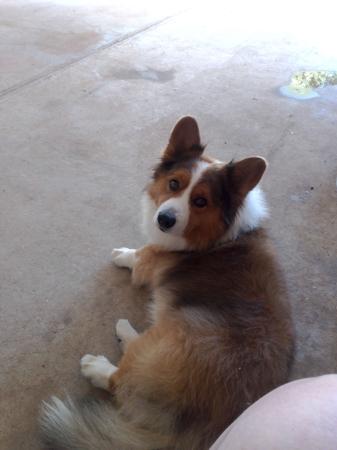Welsh Corgi (Cardigan) for sale by LLONDEE