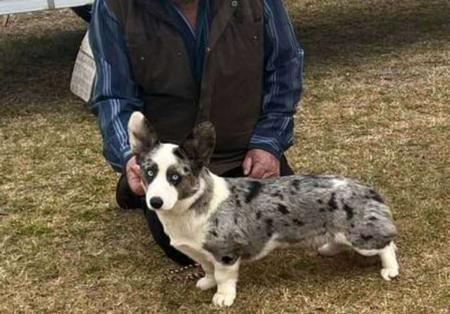 Welsh Corgi (Cardigan) for sale by LLONDEE